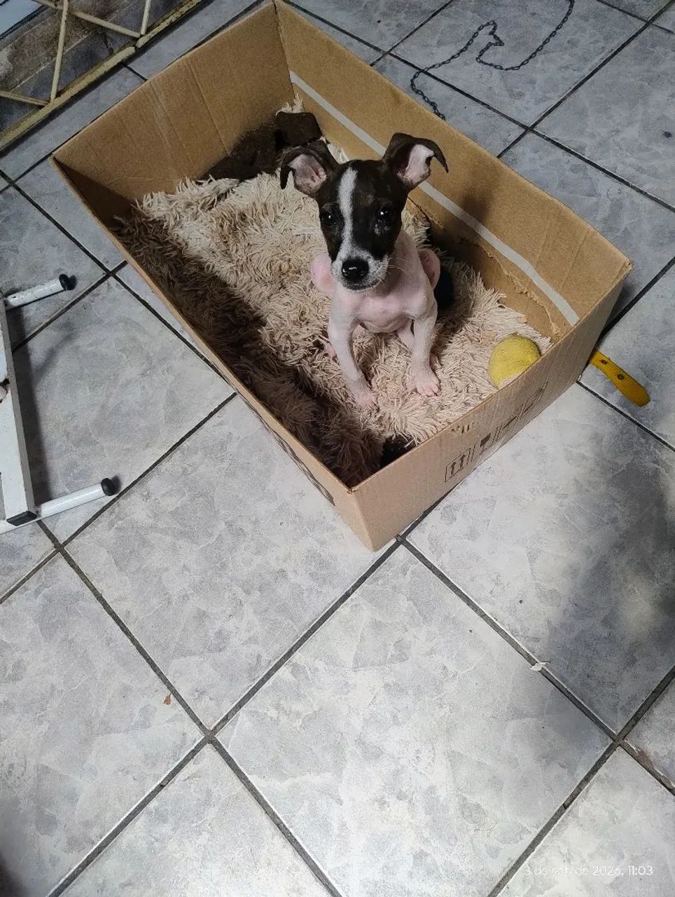 Doação de cachorro  - Foto 4