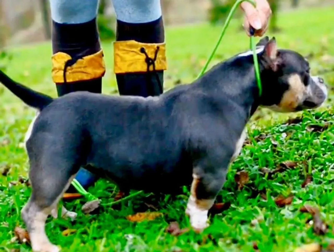 Filhote American Bully  - Foto 5