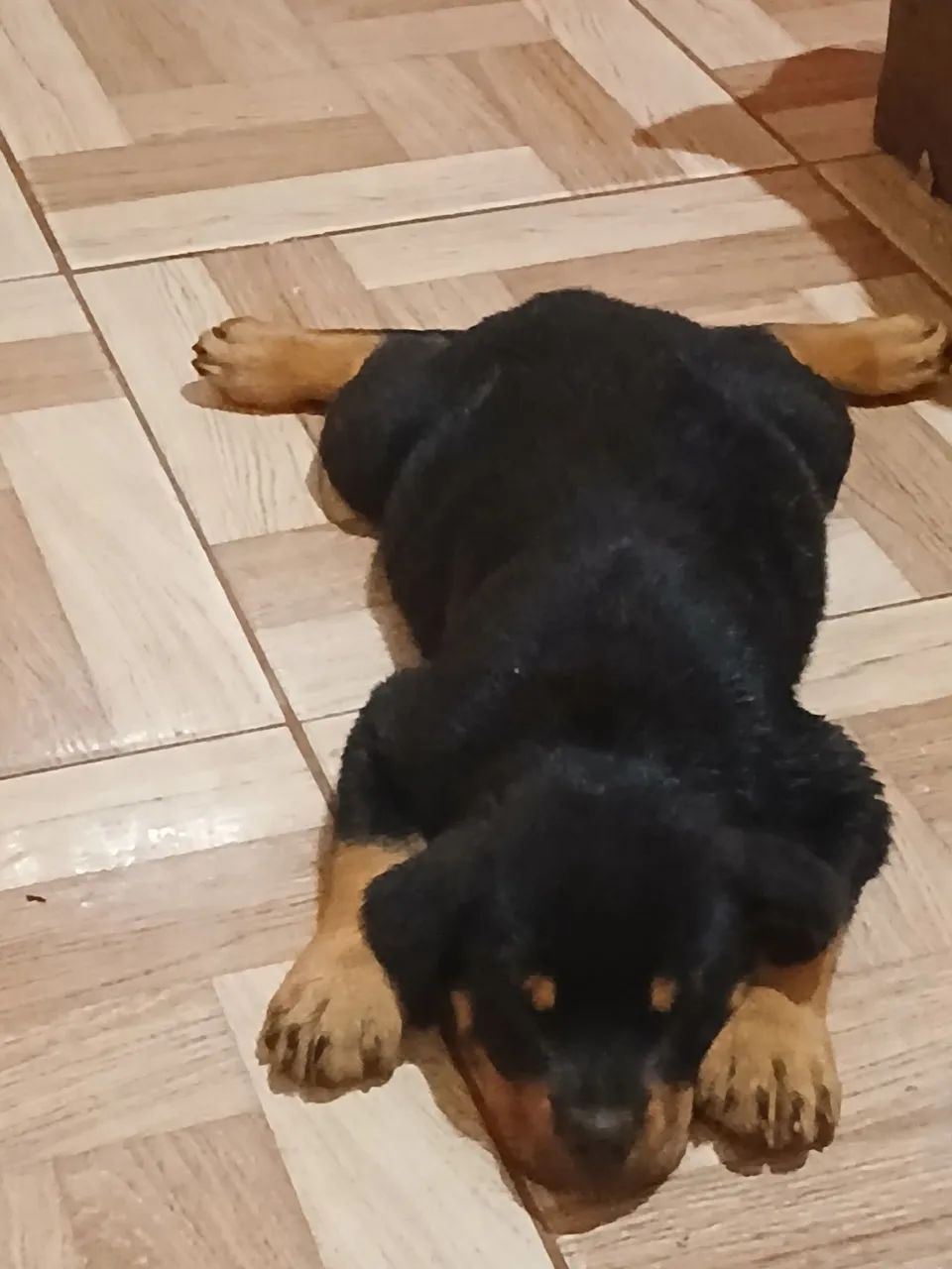 Rottweiller 