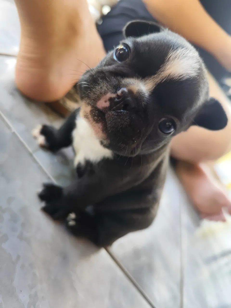 Filhote buldogue francês  - Foto 3