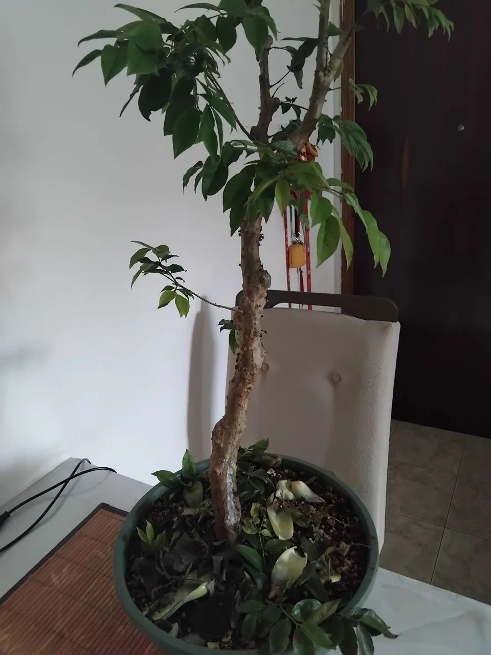 Bonsai jabuticaba hibrida - Foto 3