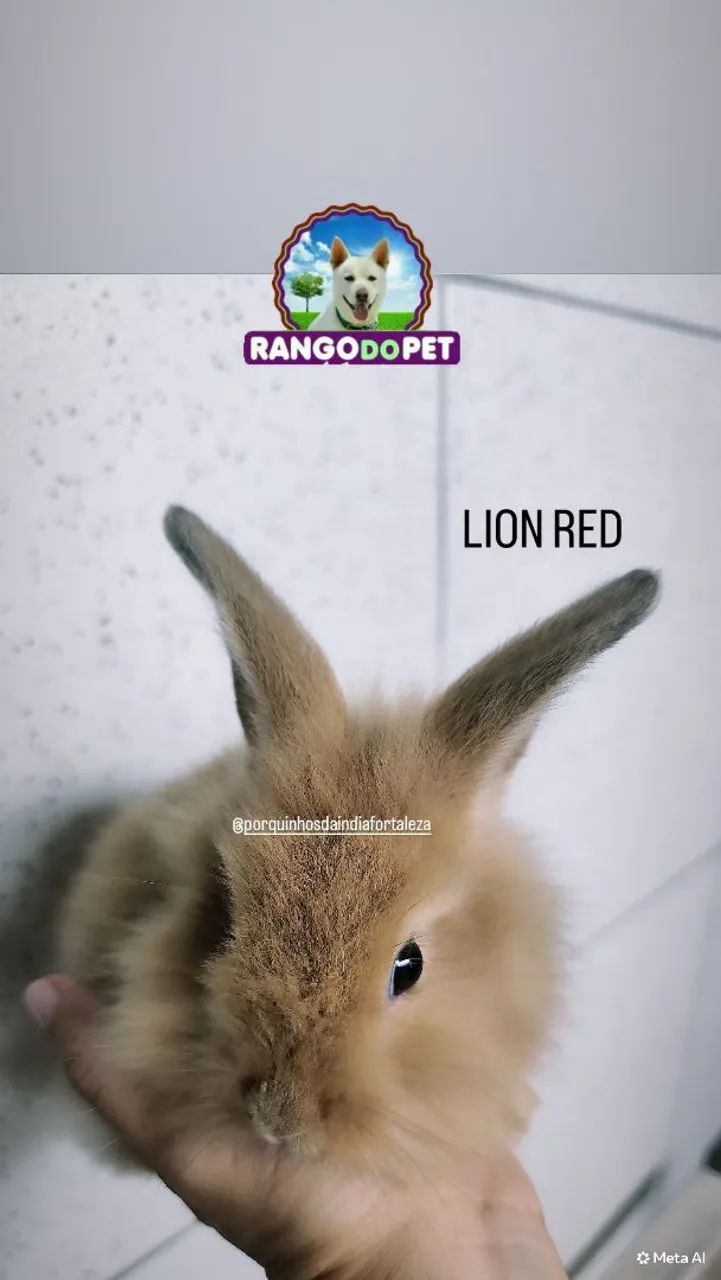 COELHO LION RED - Foto 2