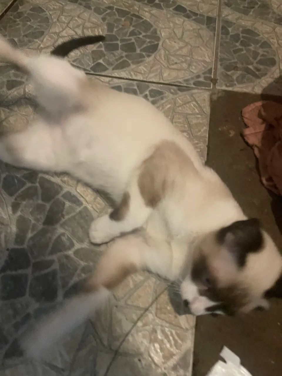 GATINHO LINDO DOACAO MACHO - Foto 5