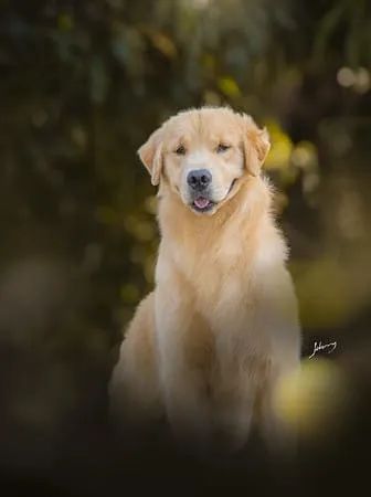 Lindos e Fofuxos Filhotes de Golden Retriever - Com Pedigree e Vacinados - Foto 6