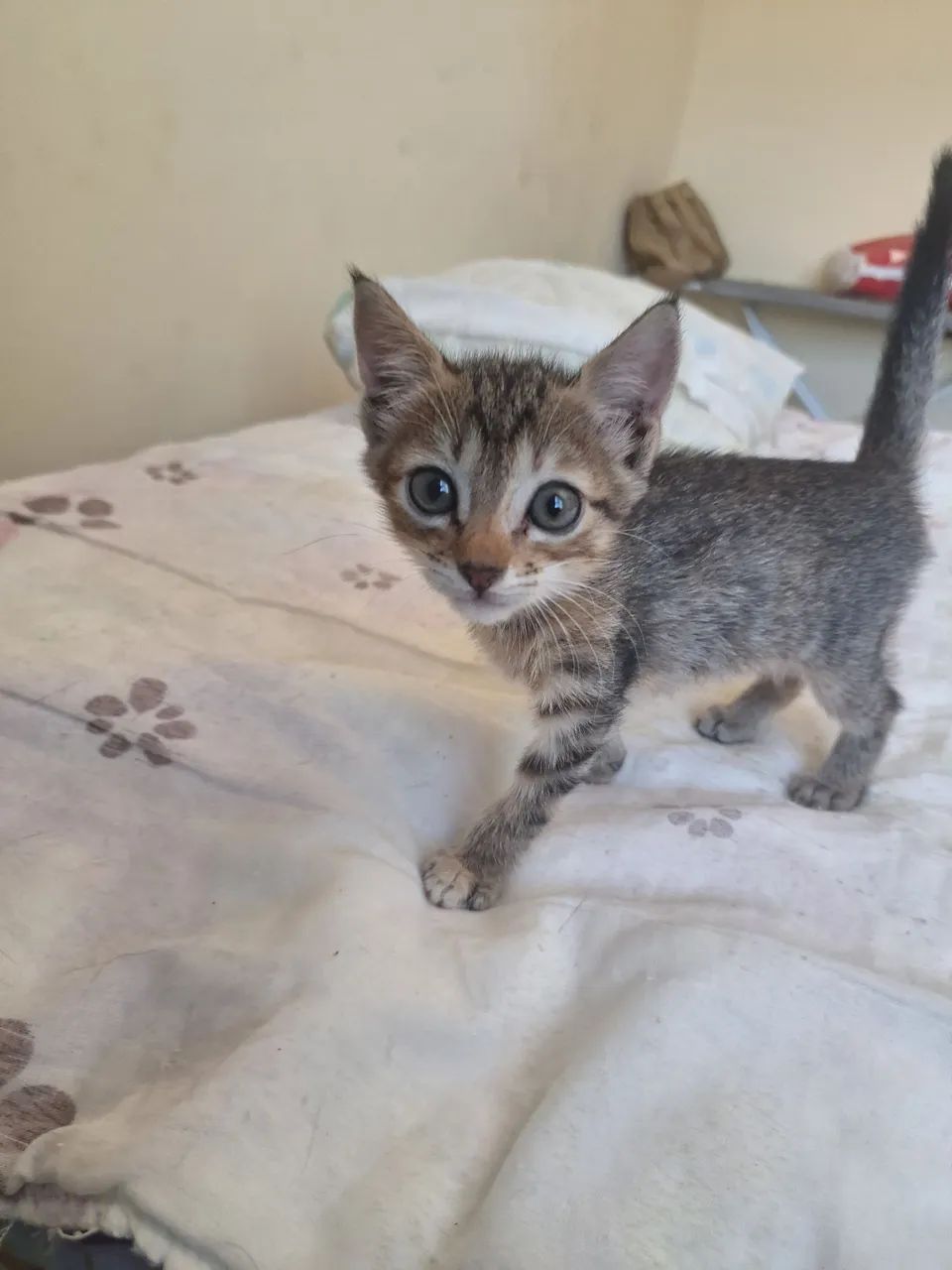 DOAÇÃO GATA FÊMEA FILHOTE