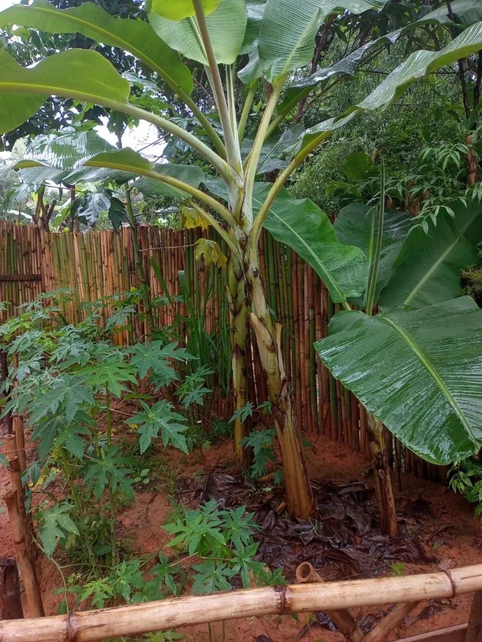 Terreno  2 lotes um só preço  - Foto 2