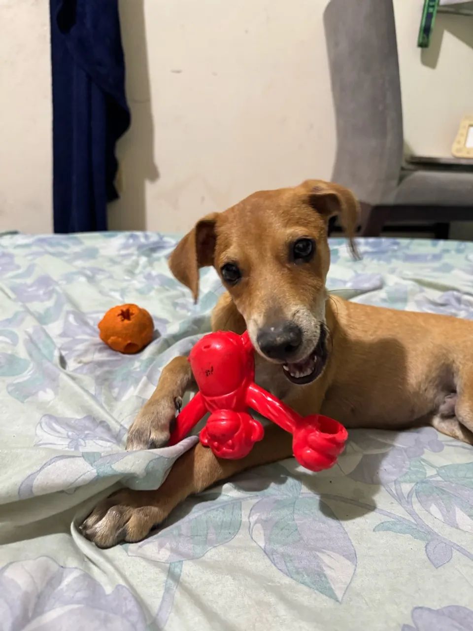 Cachorro macho para adoção  - Foto 2