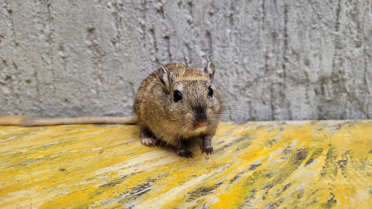 Dupla de Gerbil Macho Mansos - Foto 2
