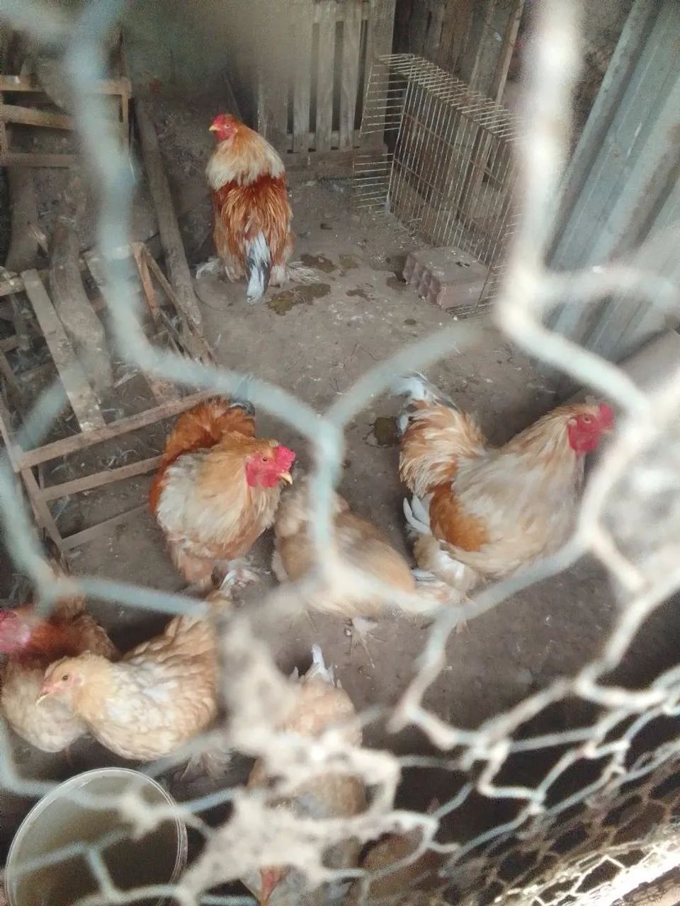 Galos e galinhas Brahma  - Foto 4