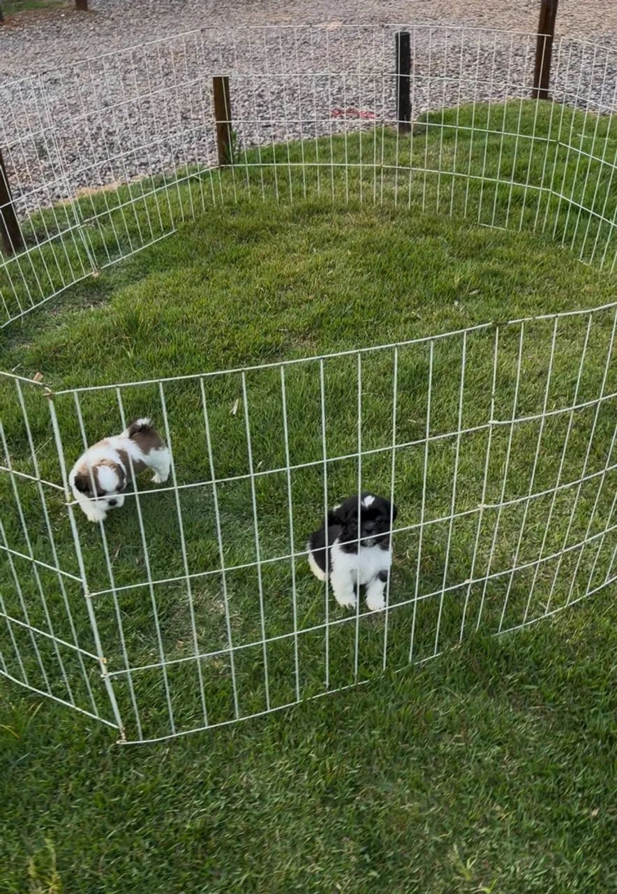Shih tzu machos  - Foto 5