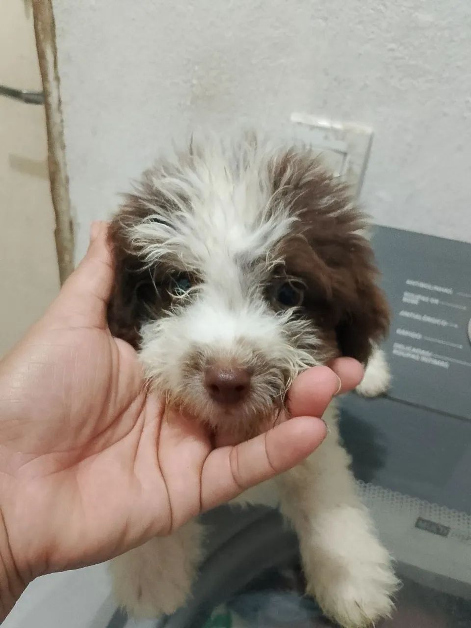 cachorro - Foto 3