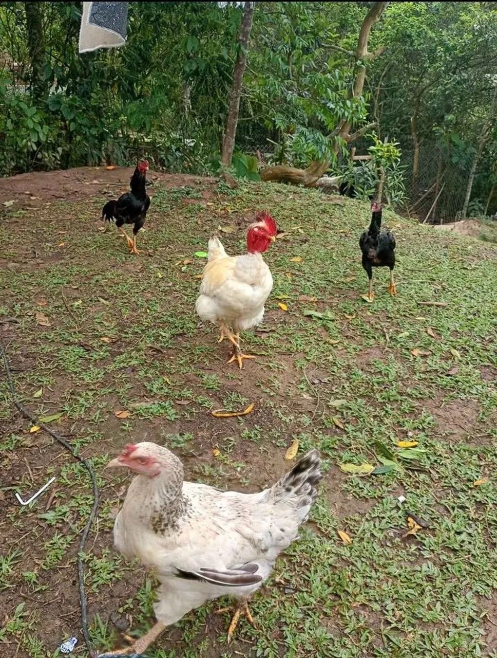 Doações de ovos  - Foto 4