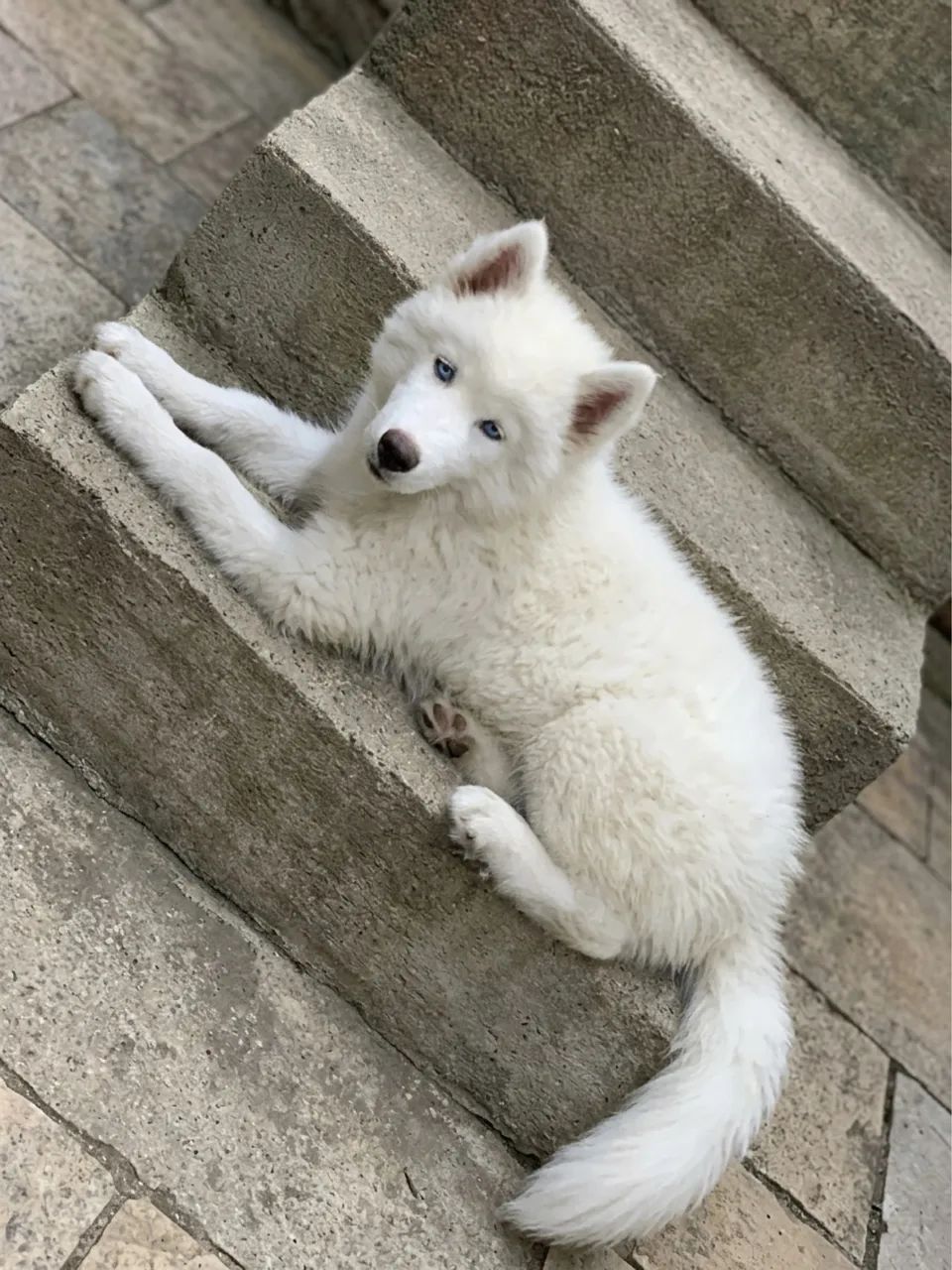 Husky siberiano branco  - Foto 2