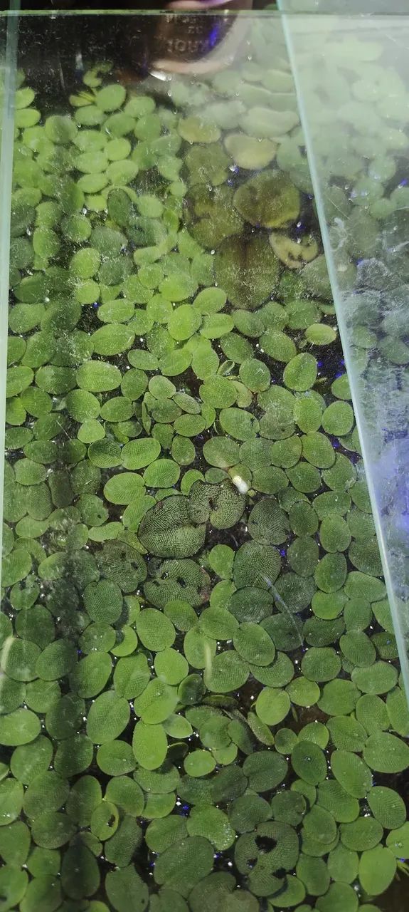 Plantas de Aquário  - Foto 3