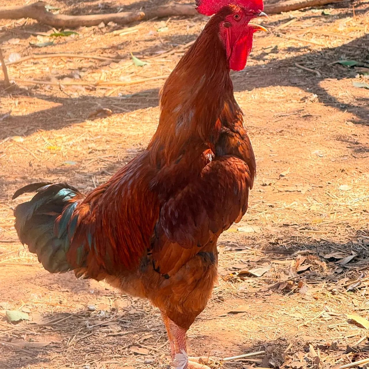 Galo 