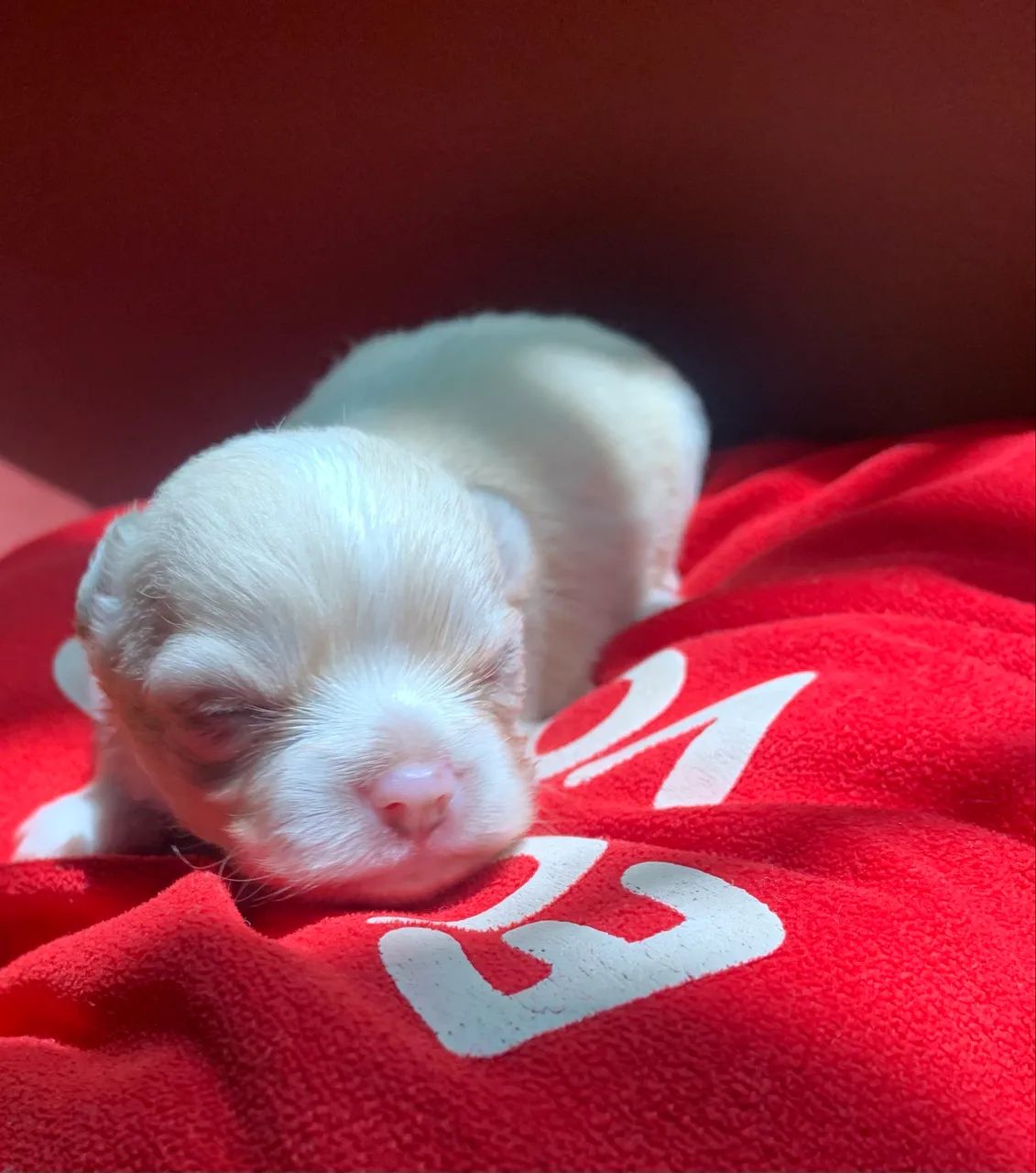 Chihuahuas  - Foto 2