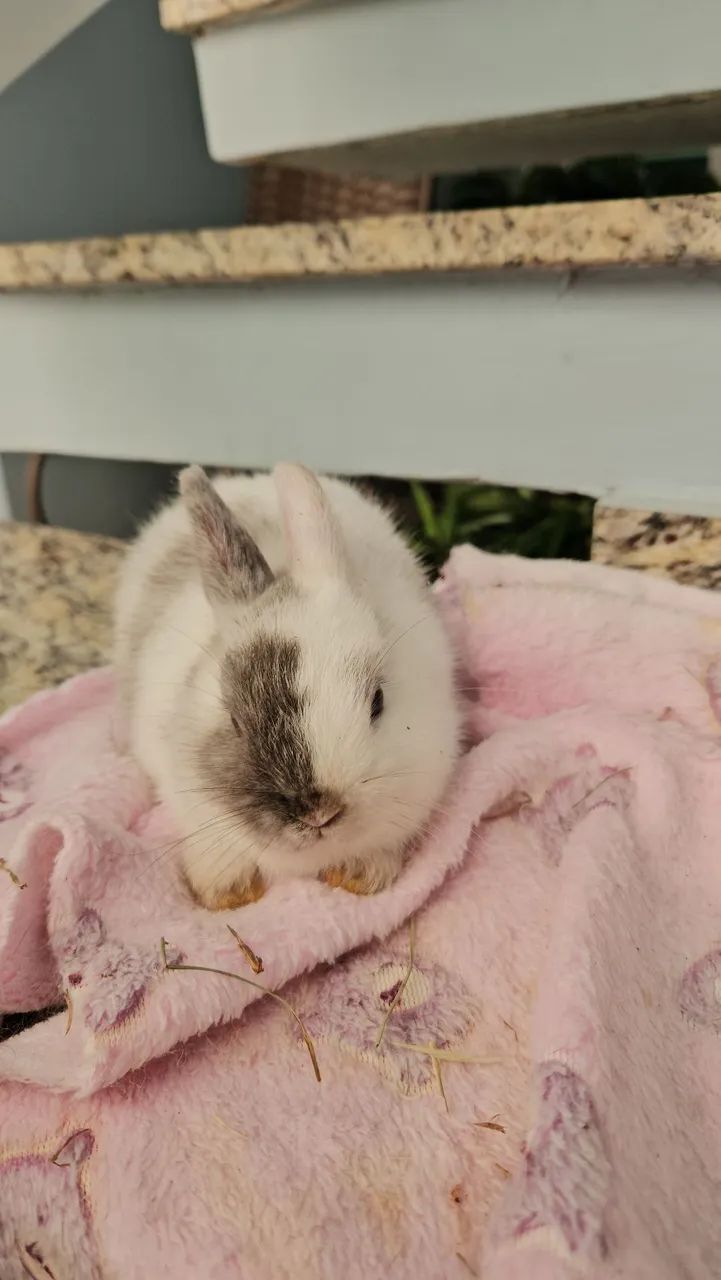 Coelho mini anao  - Foto 5