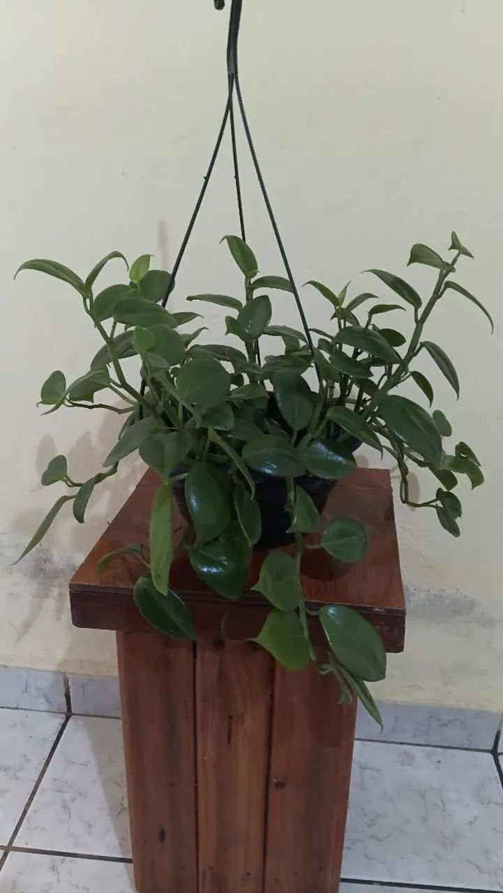 Peperomias - Foto 2