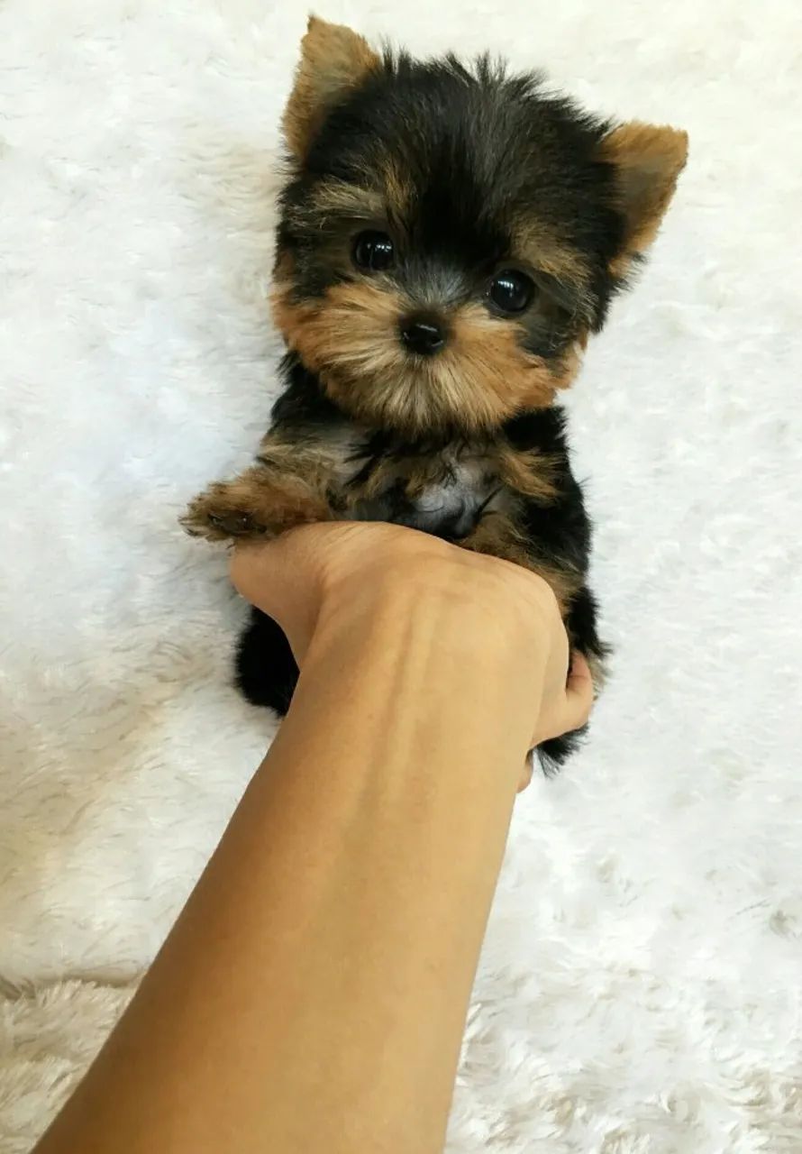 Yorkshire Terrier com Pedigree (se aplicável) - Foto 2