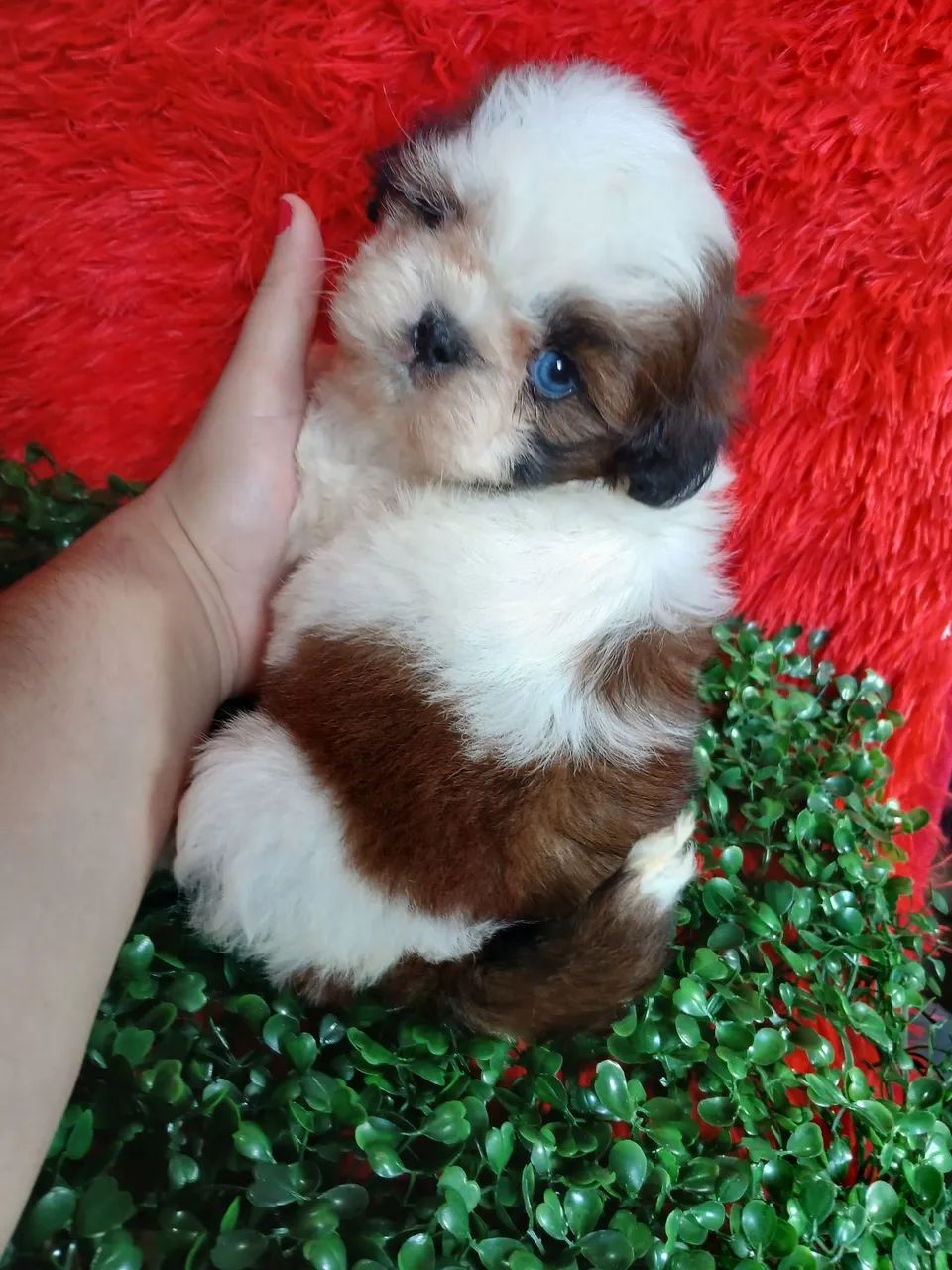Shih tzus - Foto 4