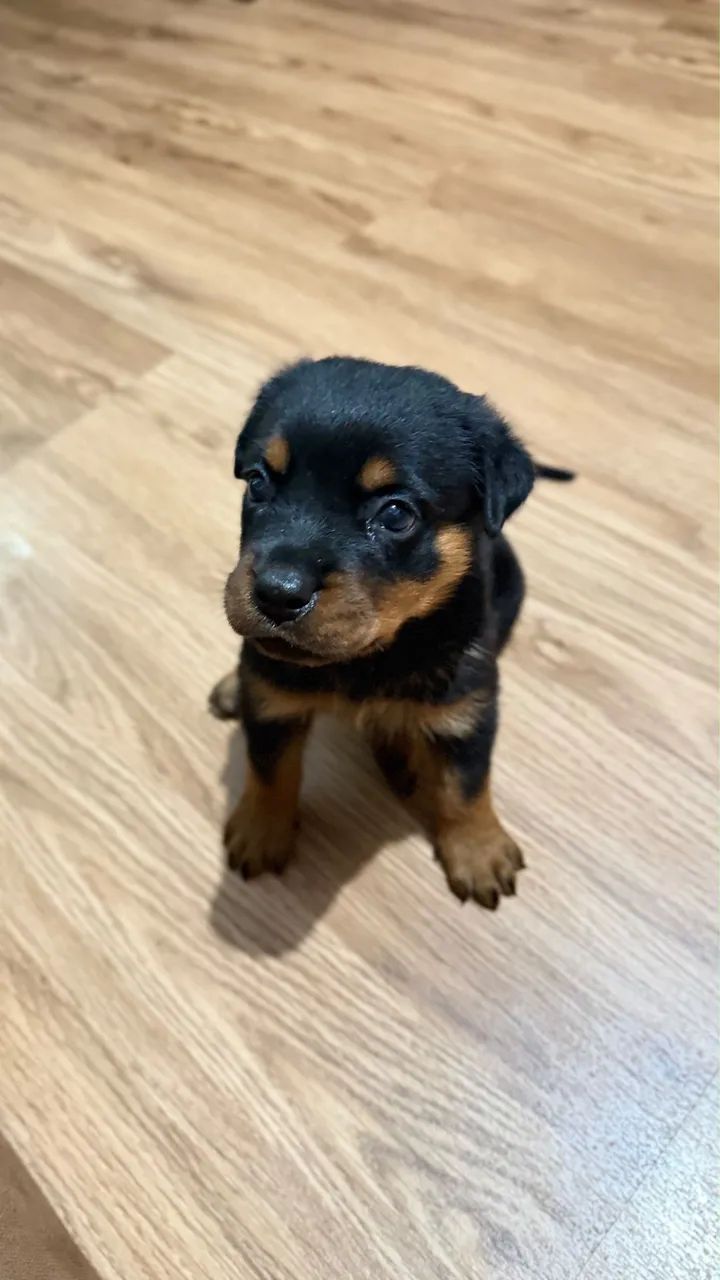 Rottweiler macho 