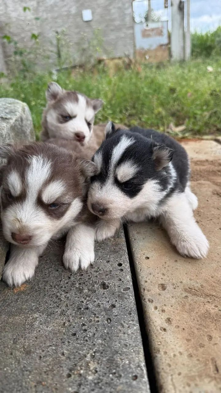 Husky siberiano macho e fêmea  - Foto 2