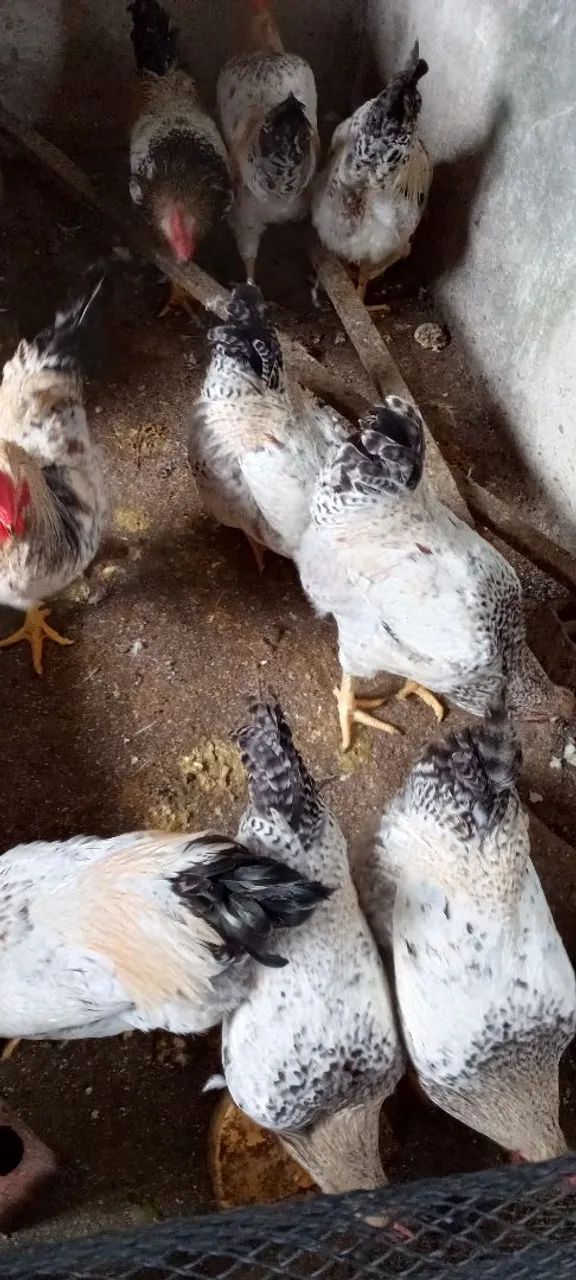 Capão galos capados e gordos  - Foto 3