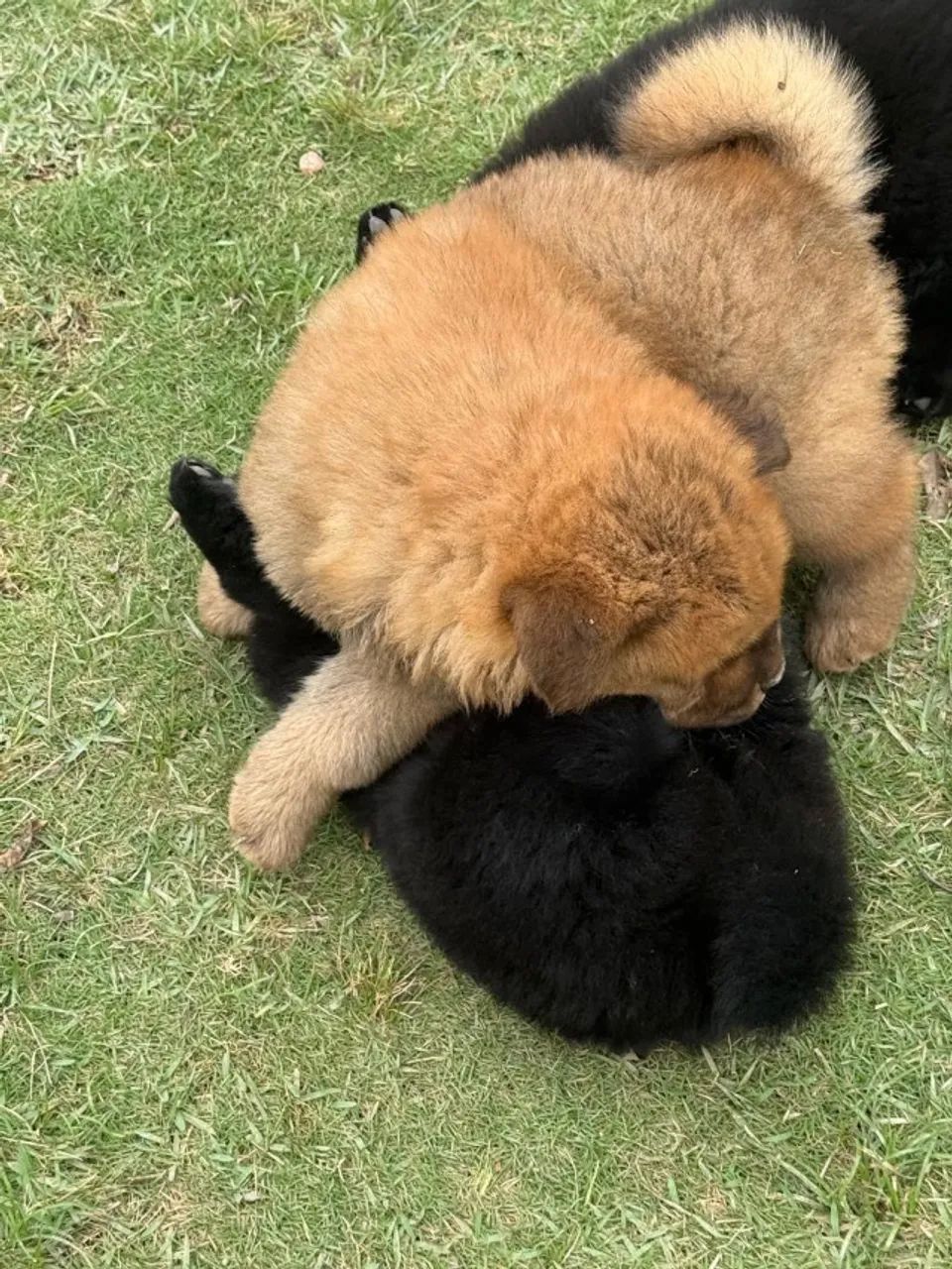 Cachorro chow chow - Foto 2