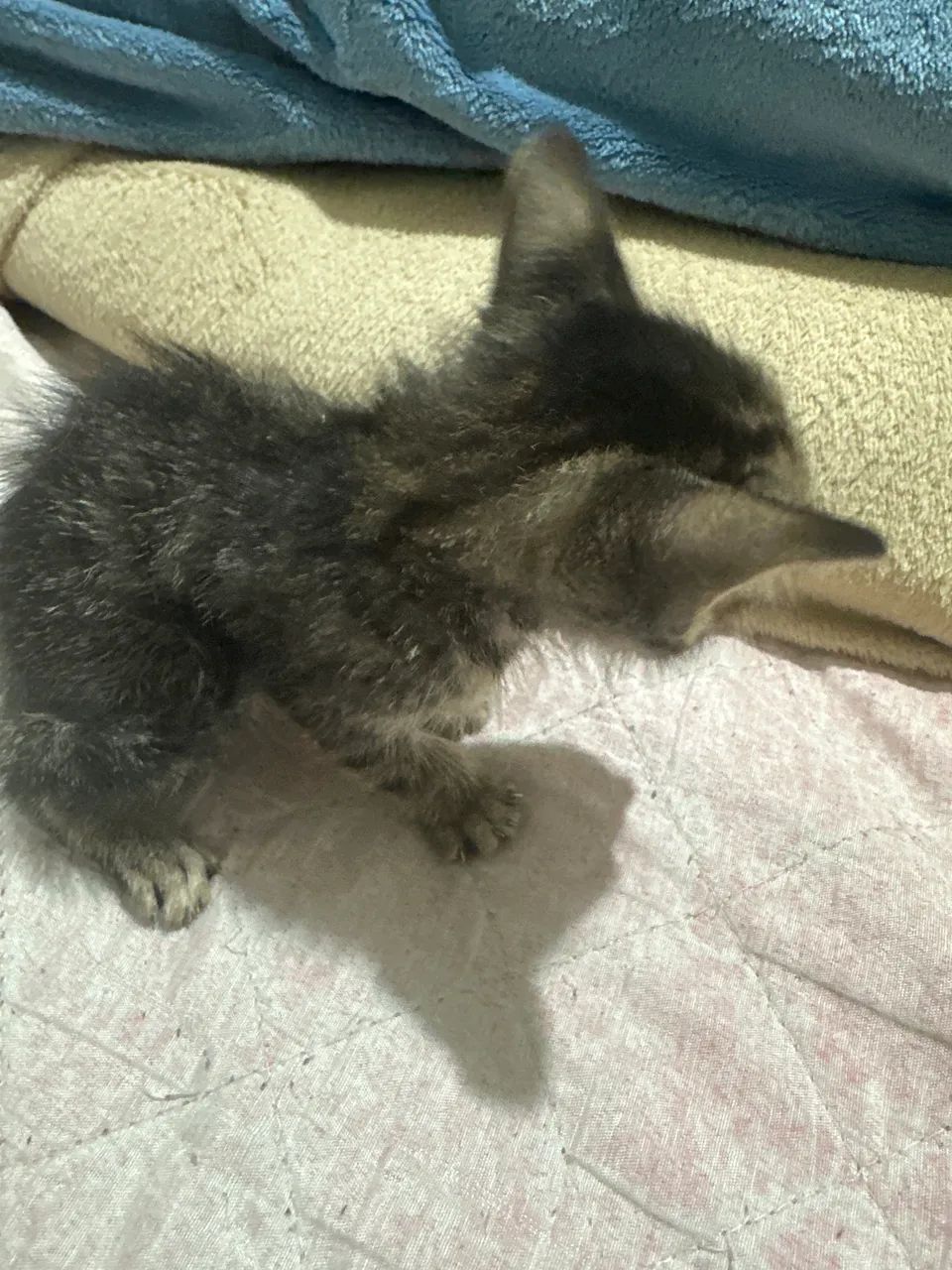 Gatinha para adoção  - Foto 2
