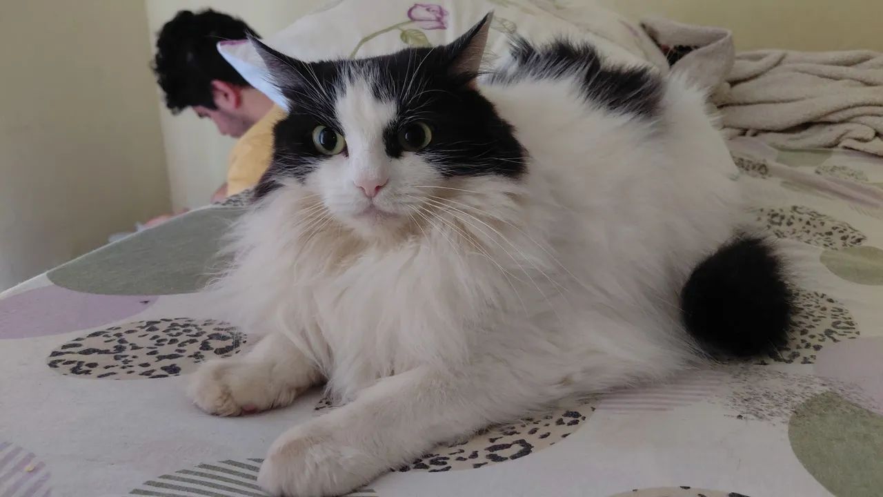 Gato macho  - Foto 4