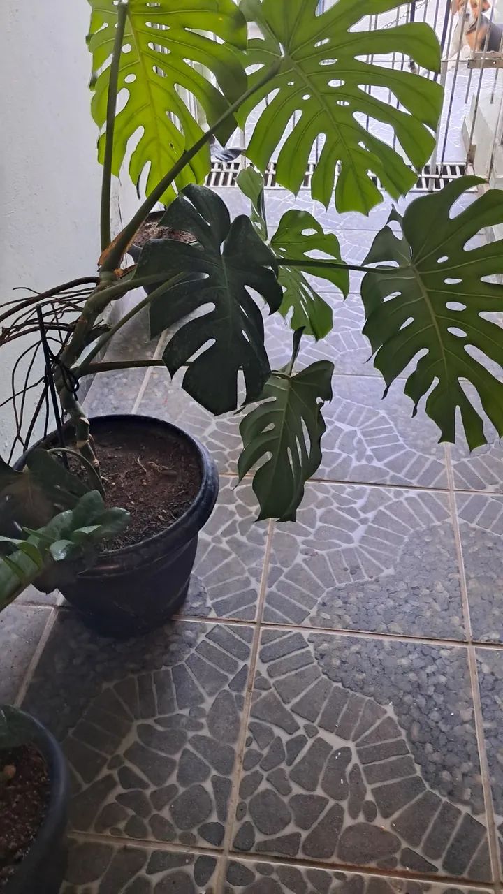 Planta  - Foto 2