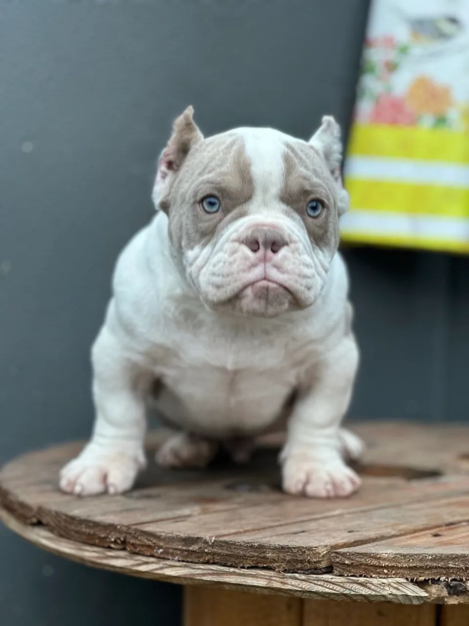 AMERICAN BULLY MICRO - MACHO  - Foto 3