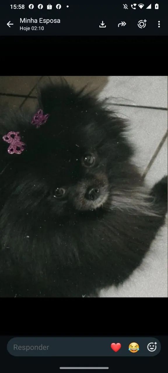 Cachorro  - Foto 3