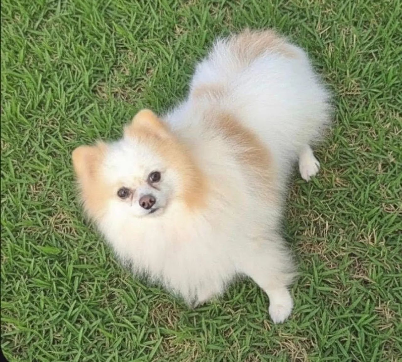 Spitz alemão Lulu da Pomerânia macho adulto  - Foto 3