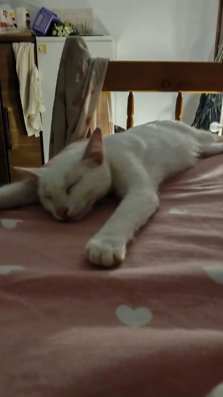 Pet siter - Foto 2