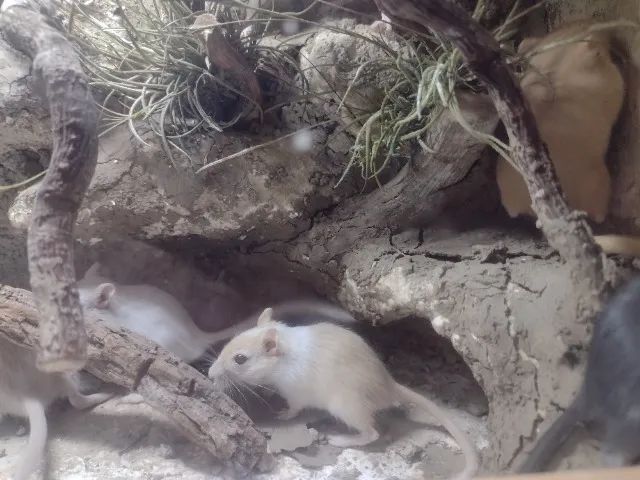 Filhotinhos de Gerbil ( esquilo da mongolia) - Foto 2