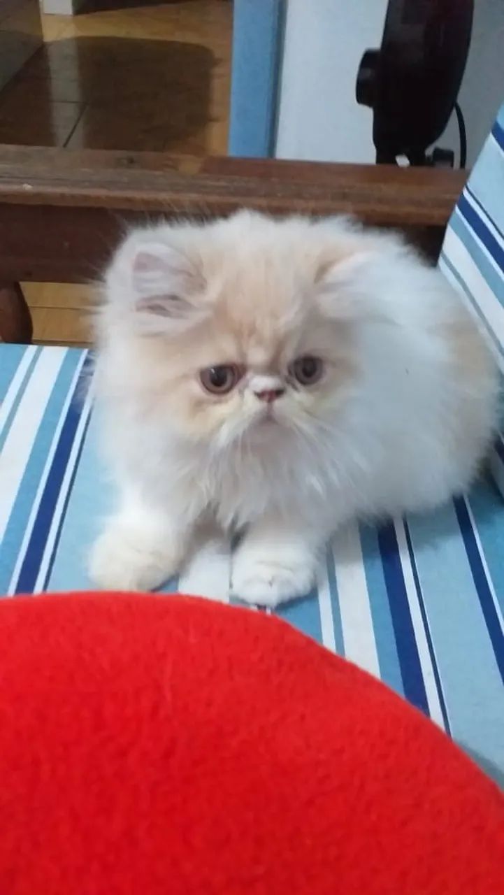 Filhotes de Gato Persa - Foto 3