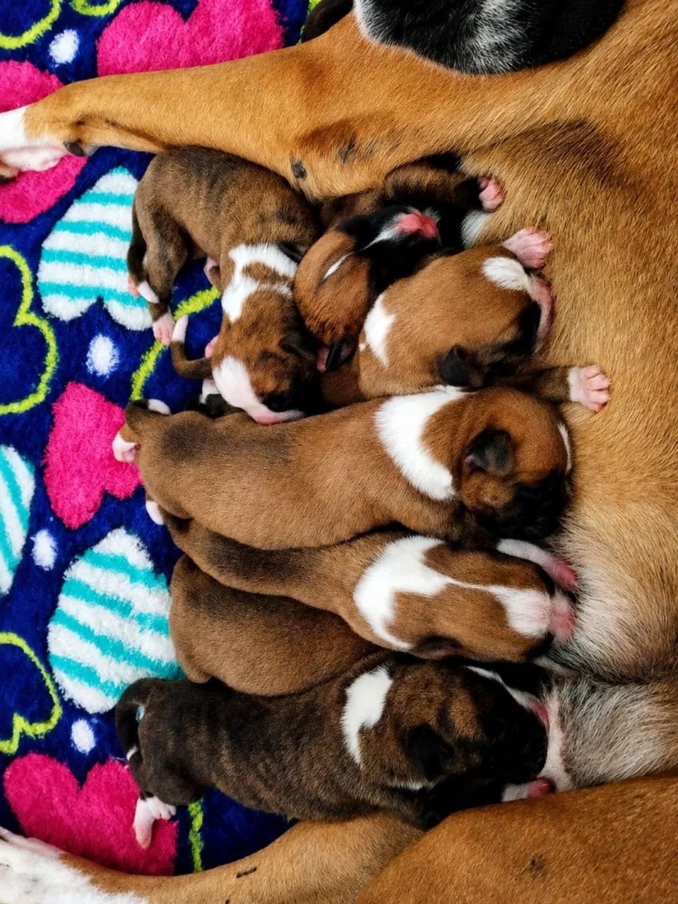 FILHOTES DE BOXER À VENDA - Foto 3