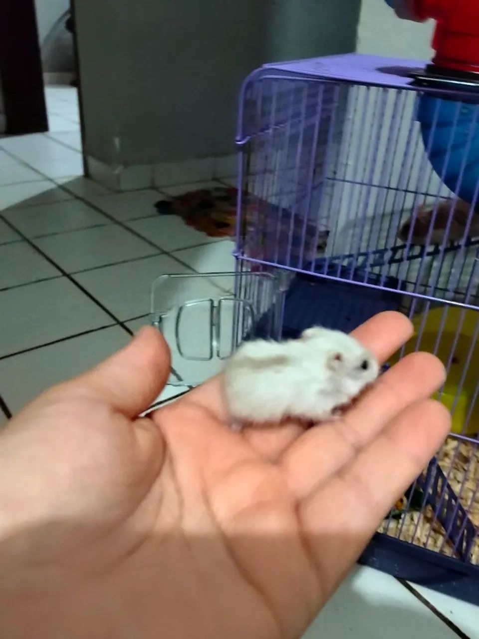 Hamster anão russo  - Foto 2