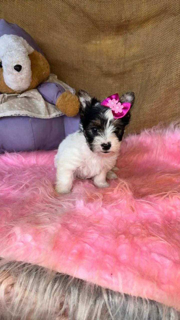 Biewer fêmea  - Foto 2