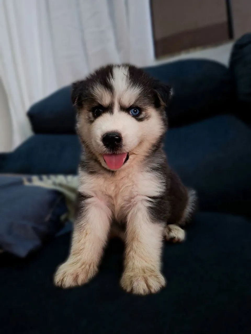 Husky  - Foto 3