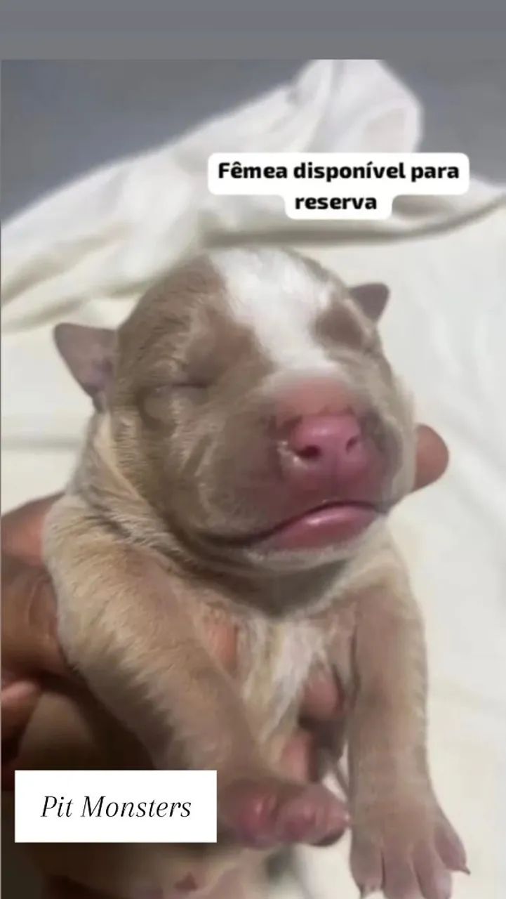 Cachorro 