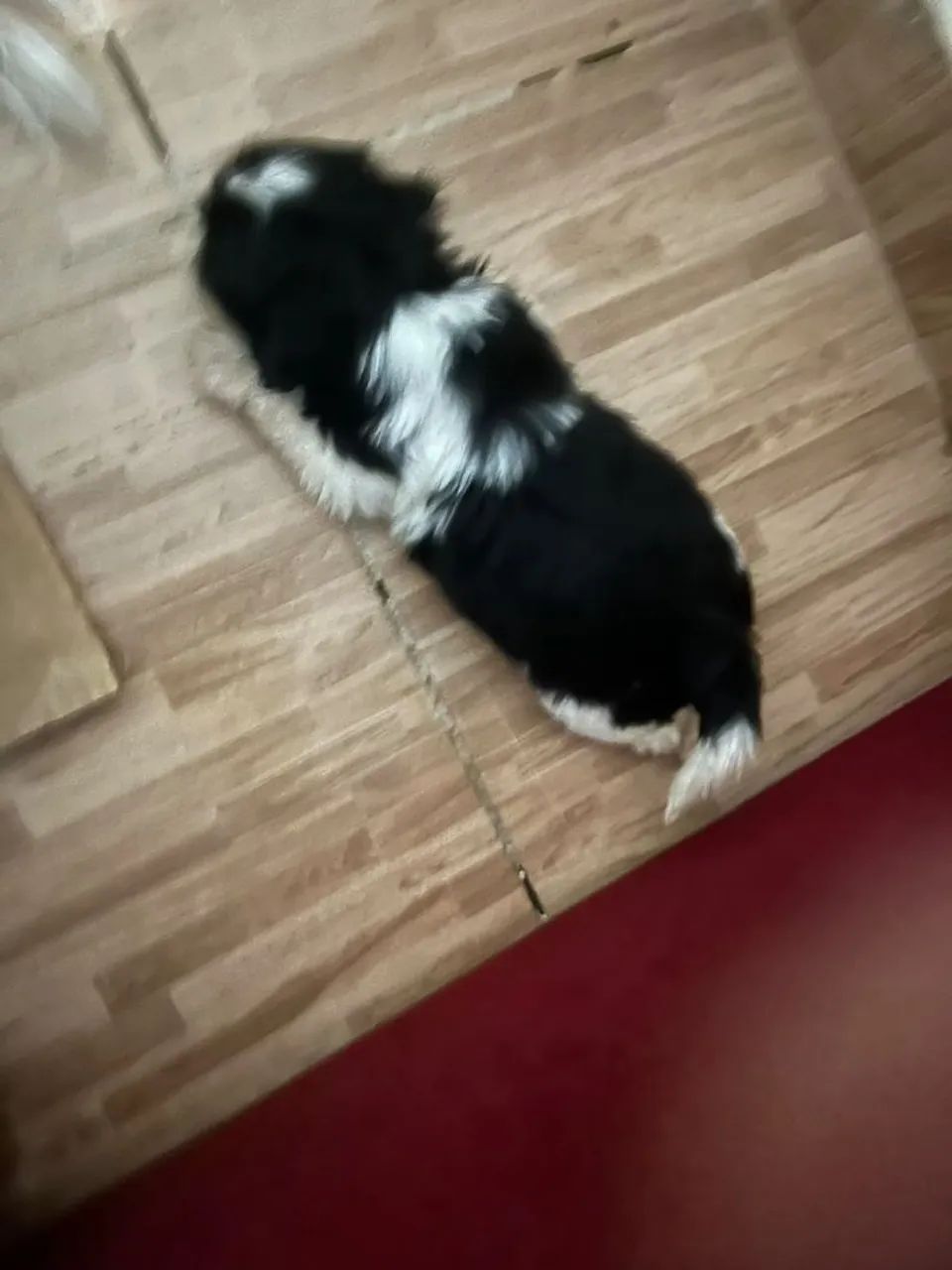 Cachorro shiatsu 