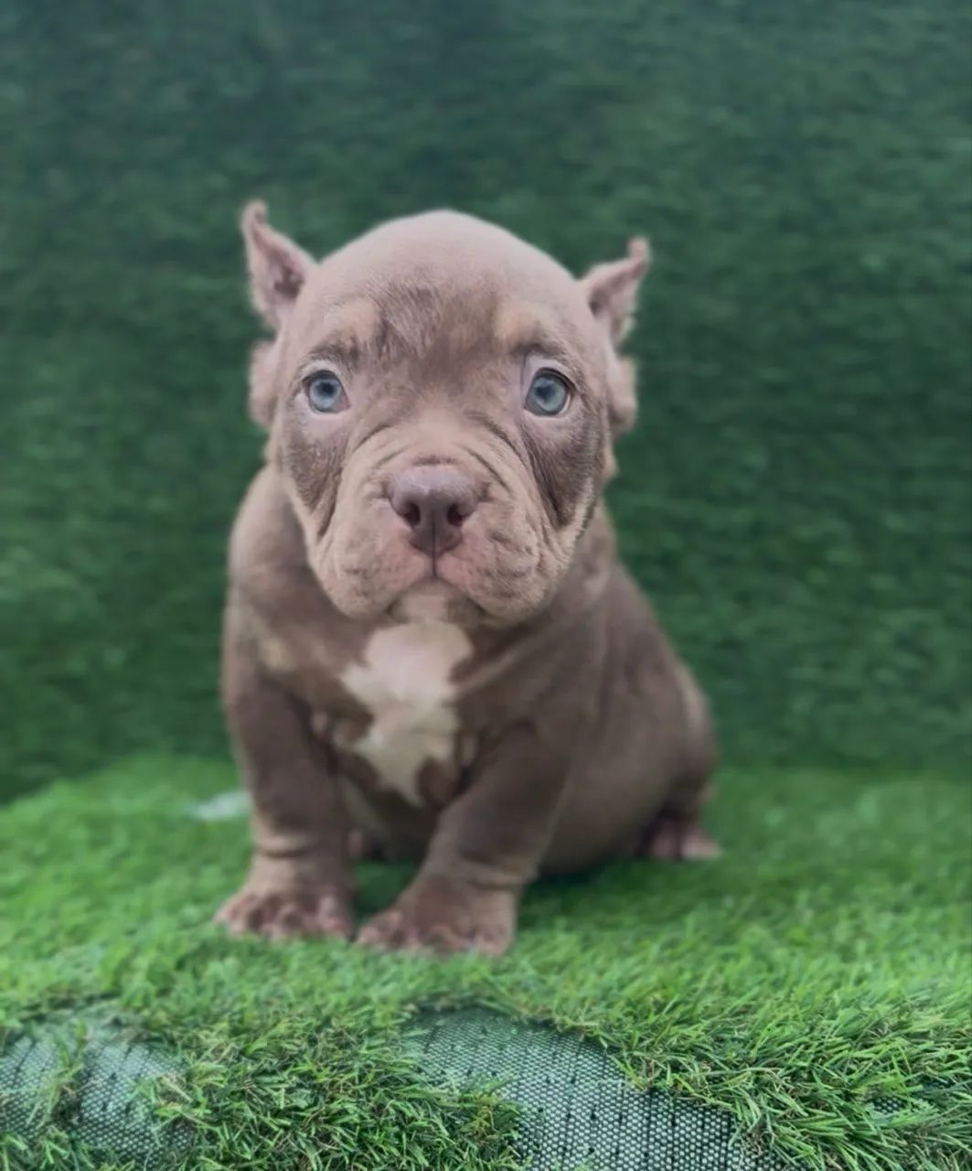 American bully micro macho 
