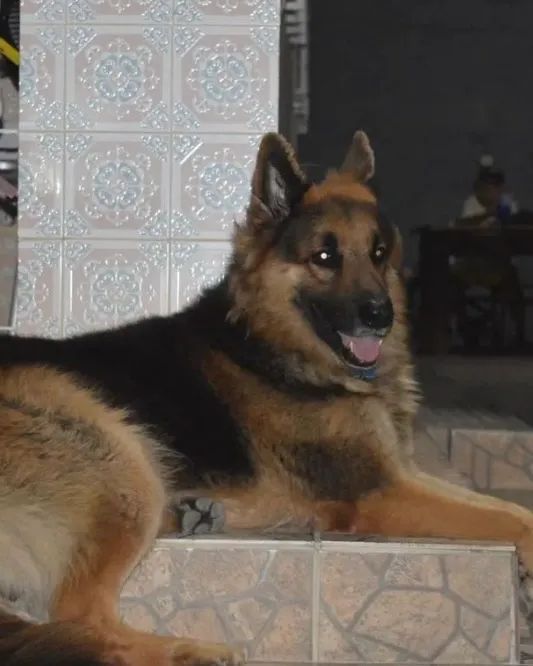 Cachorro - Foto 4