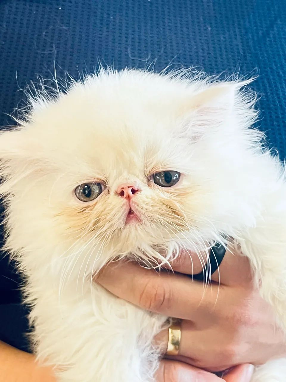 Filhotes de Gato PERSA 100% PUROS - Foto 5