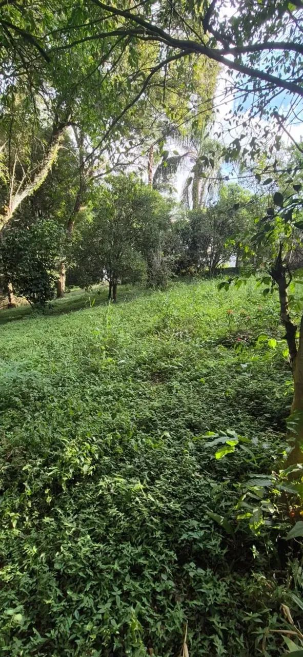 Excelente terreno no Abranches - Foto 4