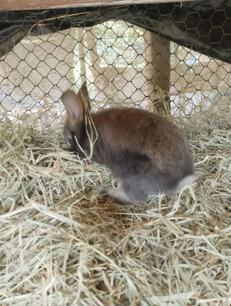 Filhotes de coelho - Foto 2