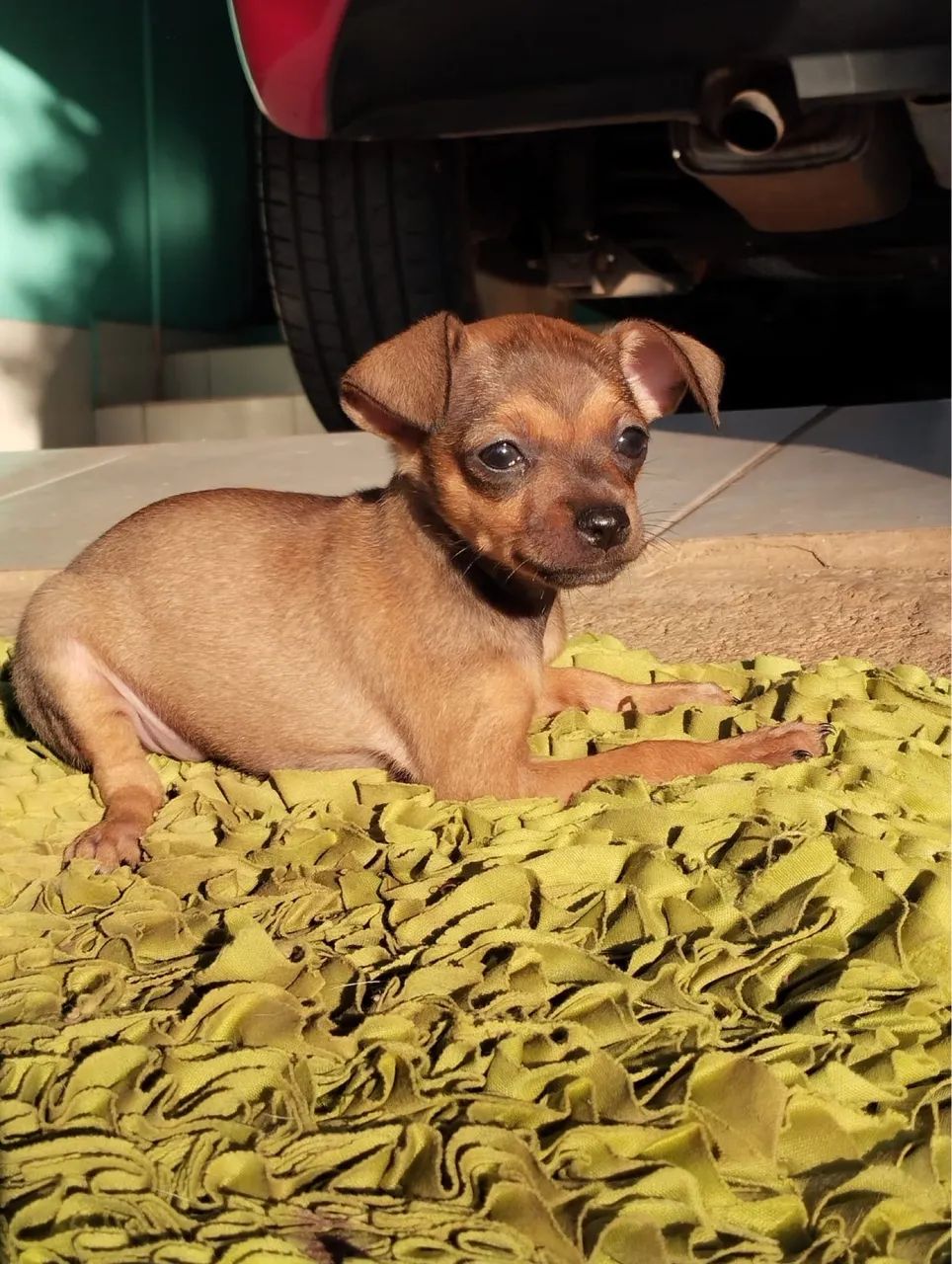 Pinscher brasileiro  - Foto 2