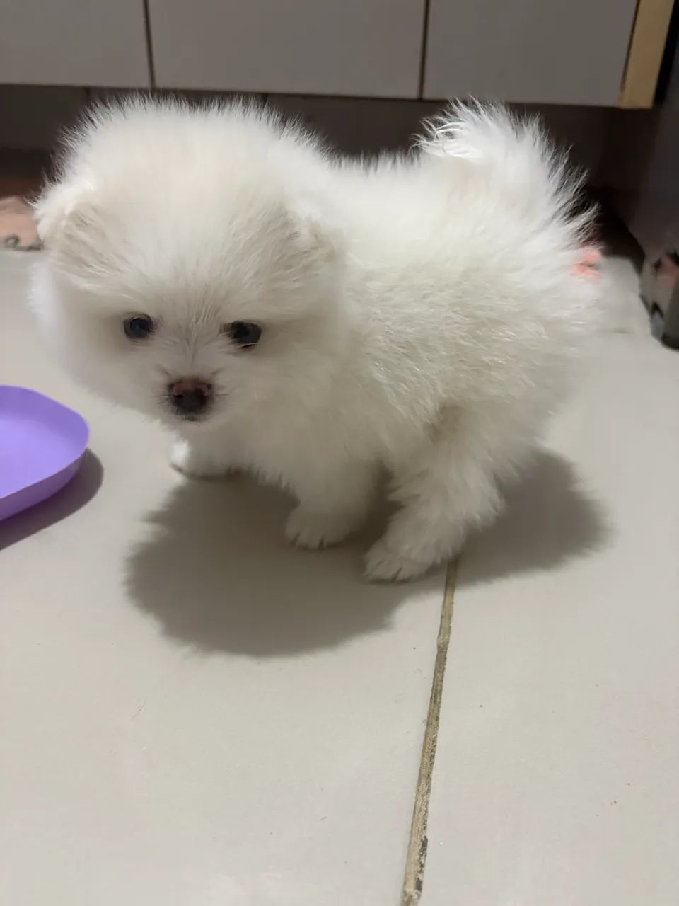 Spitz Alemão  - Foto 2